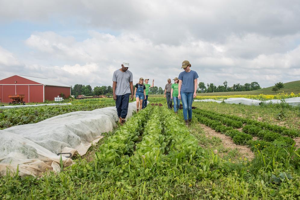 group of students walking through the field looking at the crops