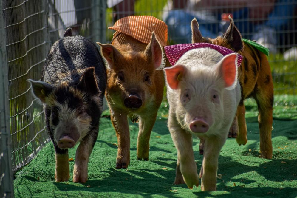 Three pigs of different colors are running in a pig race. 