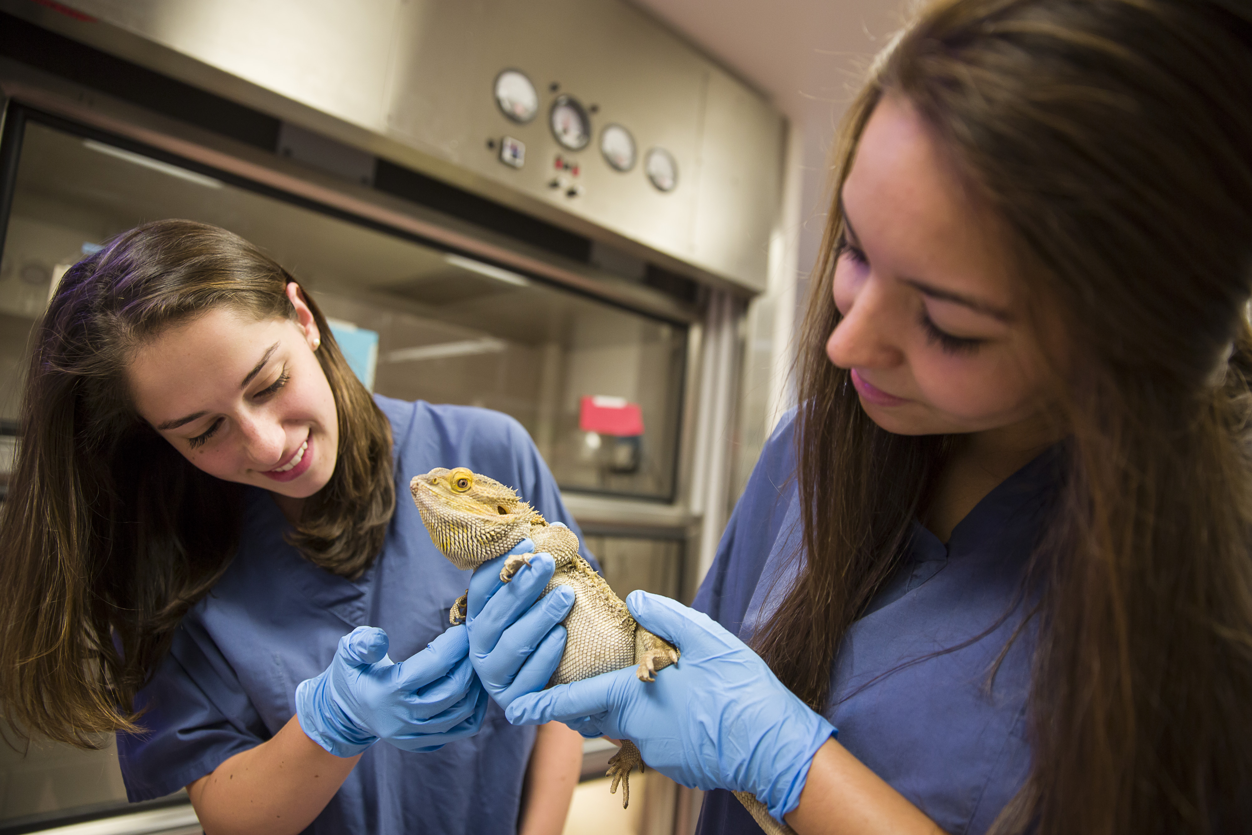 Two female students are in the small animal lab holding a bearded dragon reptile. 