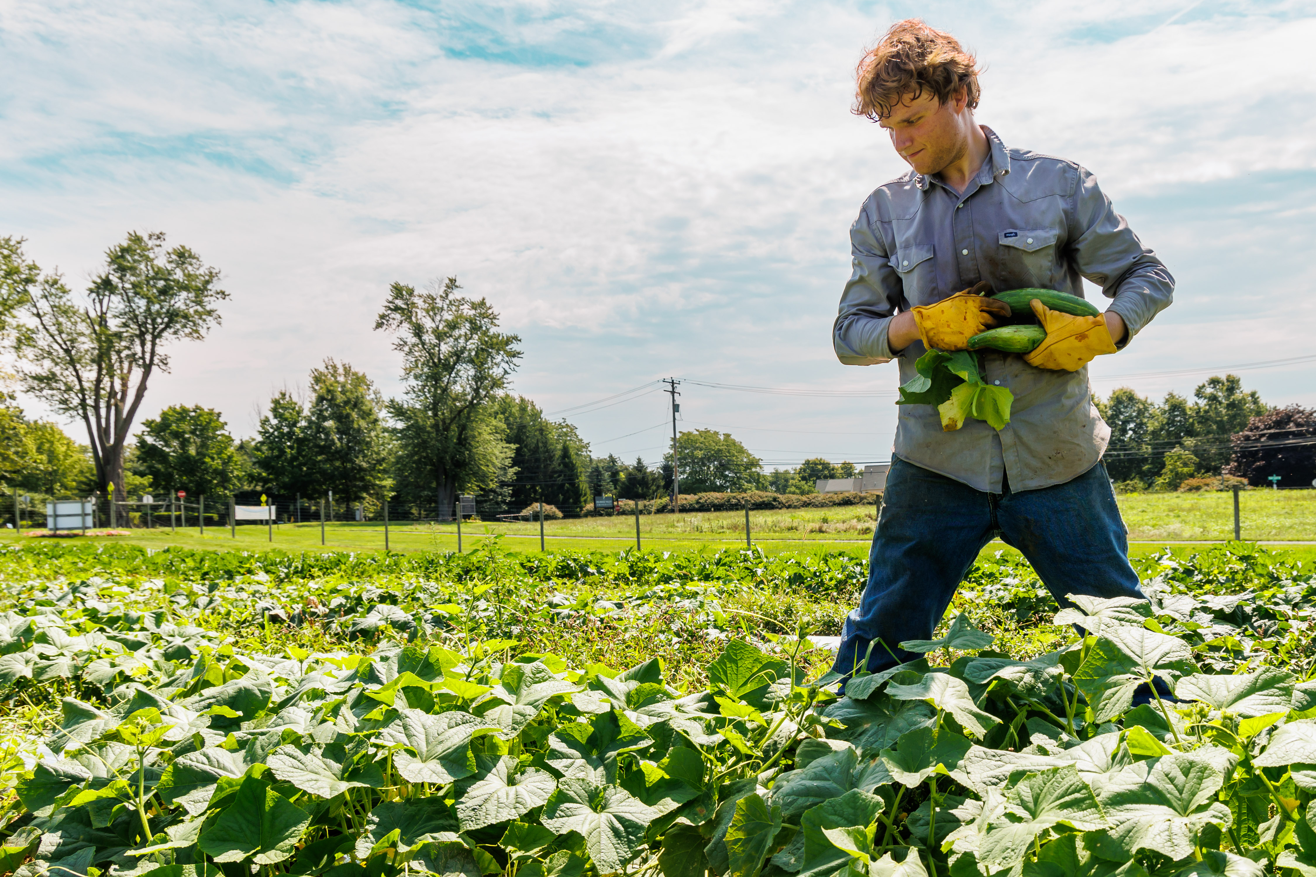A male student wearing yellow gloves, jeans, and a button down, is working in crop land. 