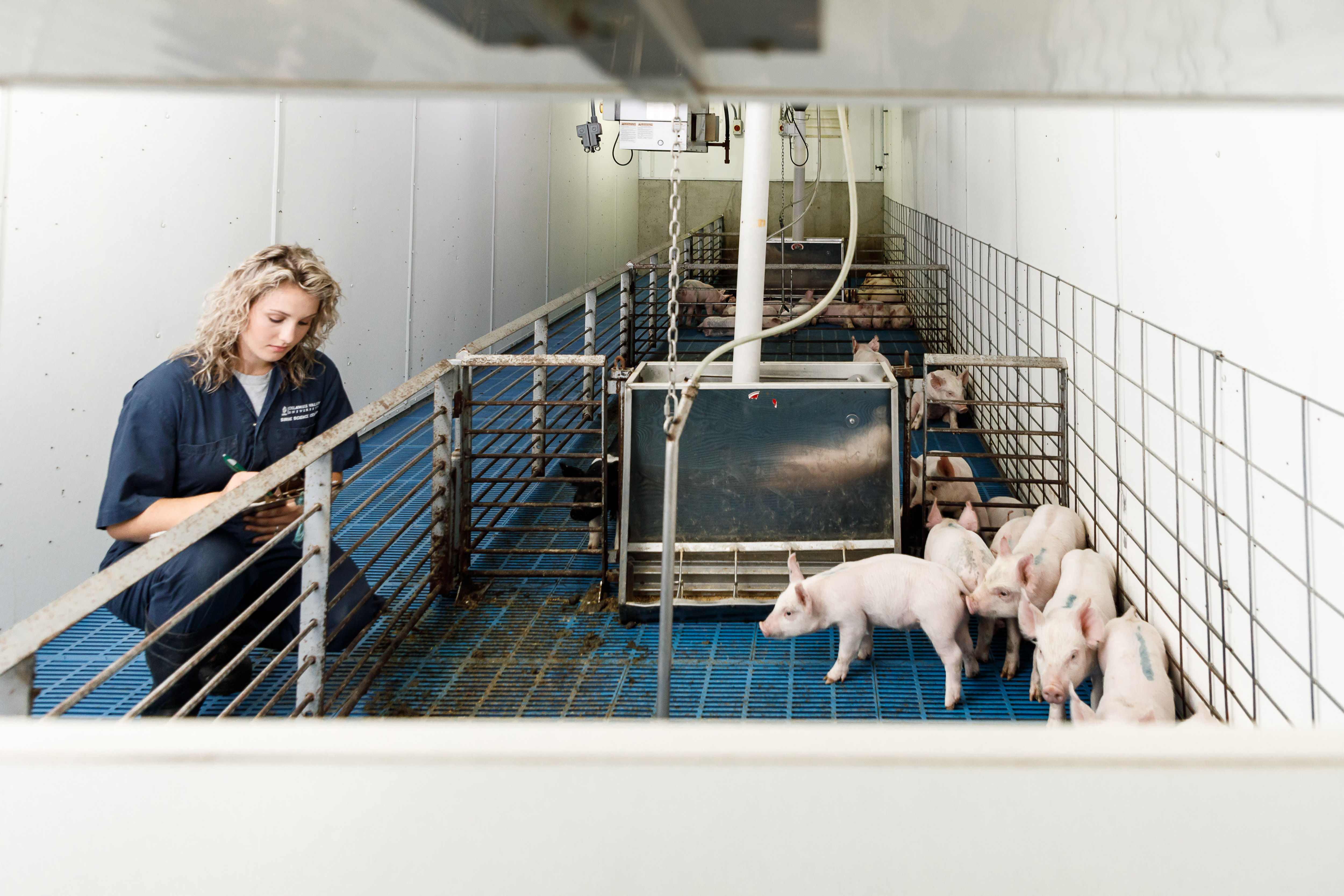 A student is in the Swine Science Center taking notes beside a group of caged pigs. 