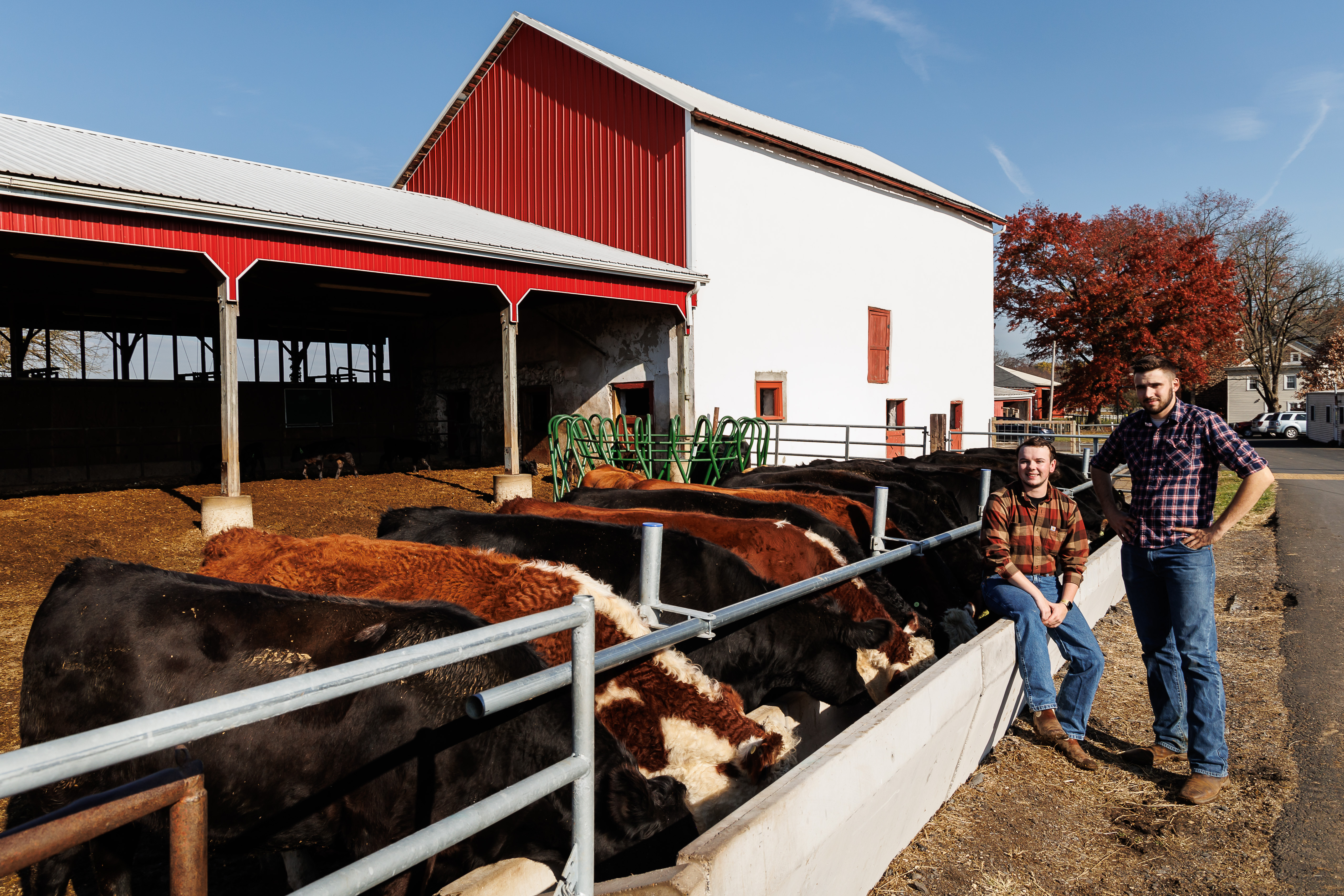 Two male students are standing at the ledge of a feeding area for cows, one is sitting on the ledge near a few cows in front of the livestock center.
