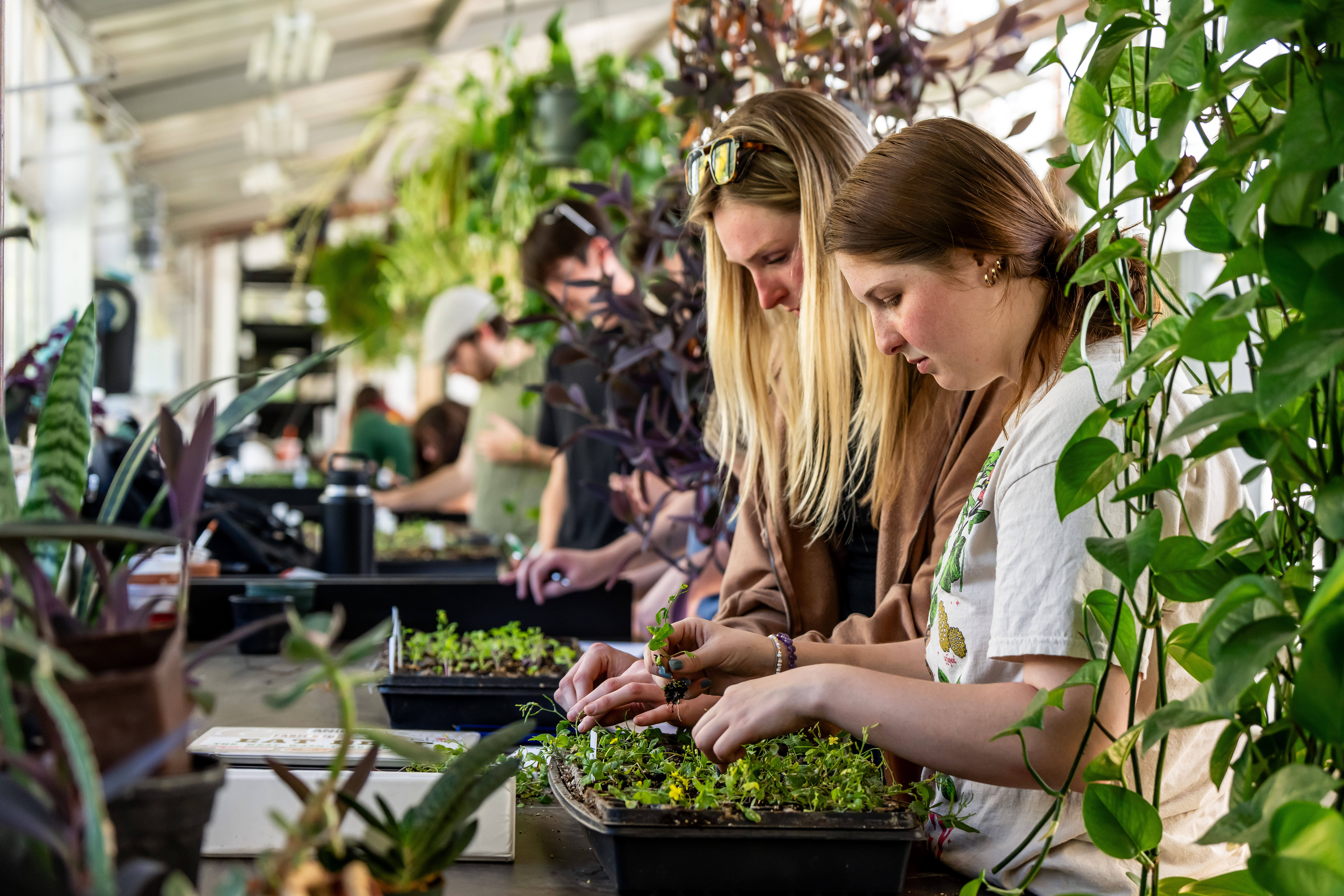 Students are in the greenhouse working with plants during a plant breeding course.