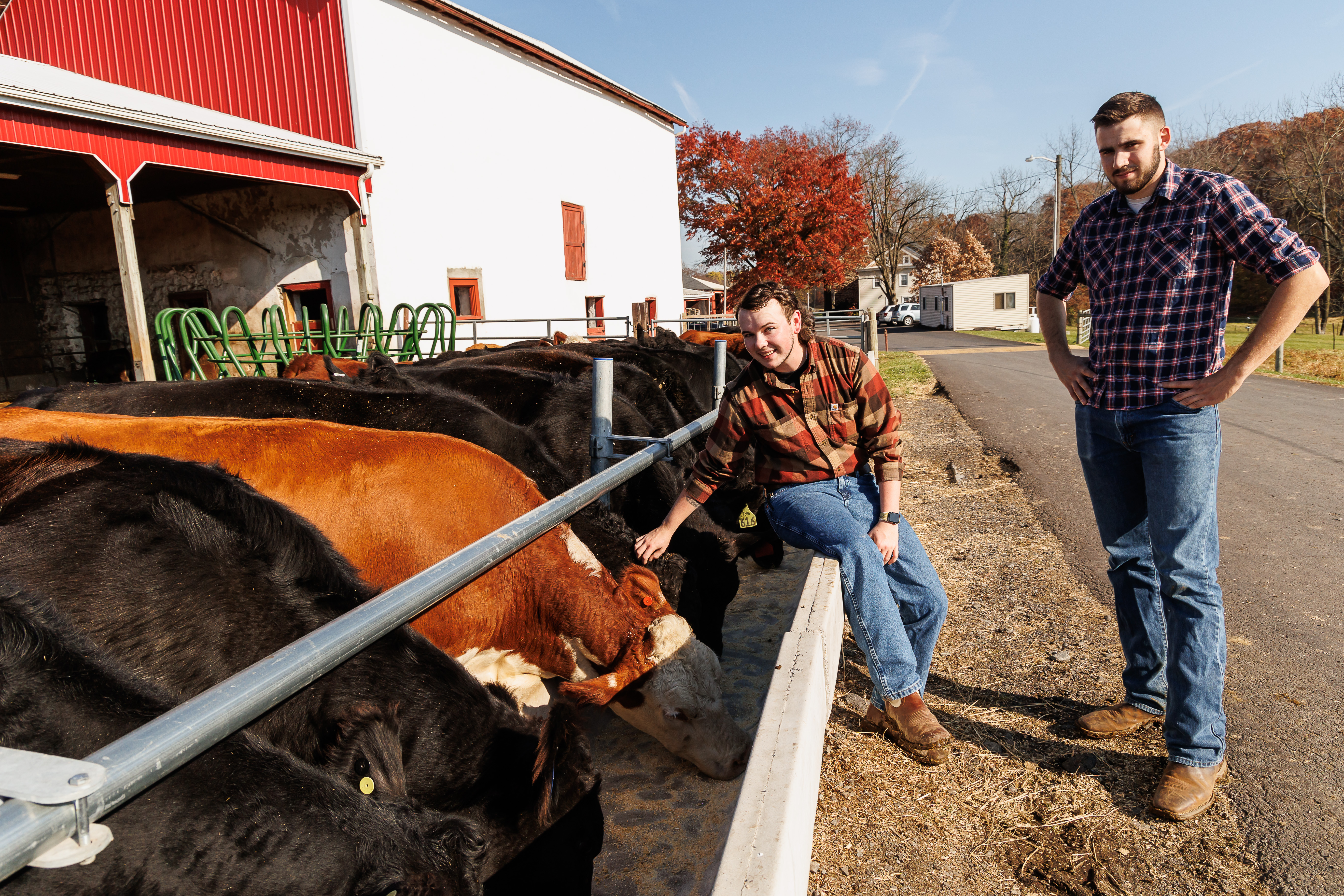 Two men are seated on a ledge by cows at the Dairy Barn. 