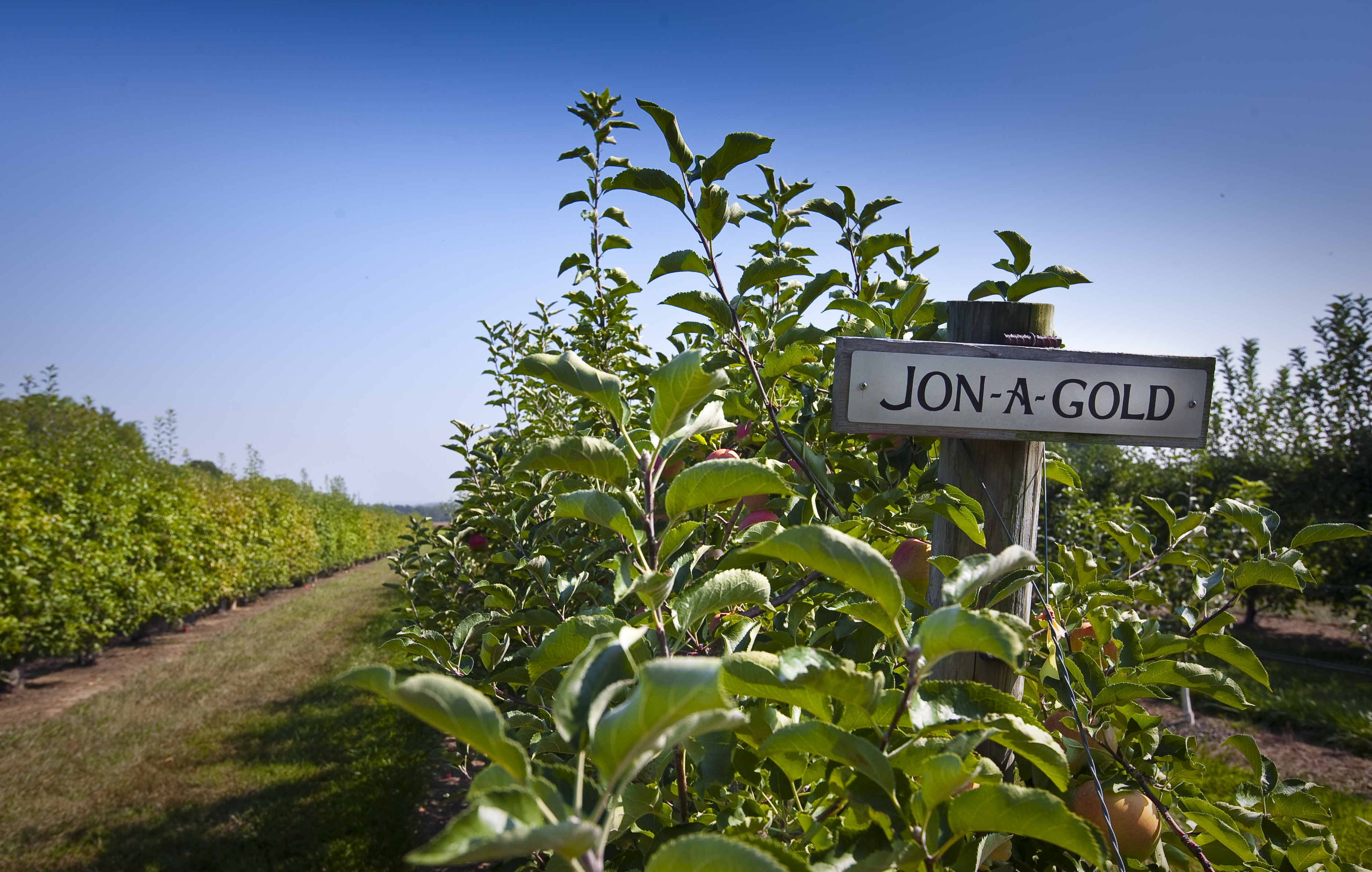 A close standing view of the Peach Orchard.