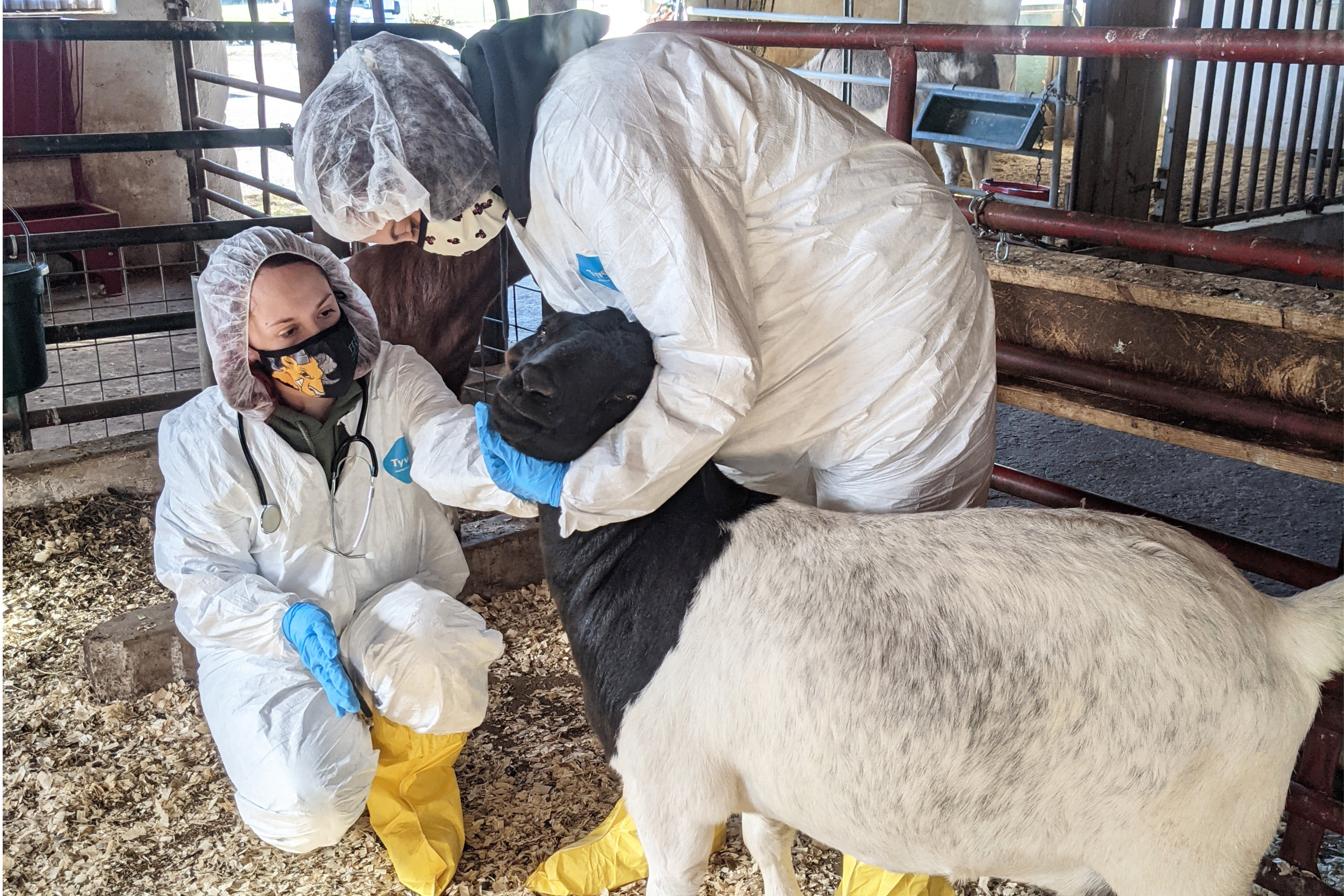 Students working with goat in mock disease outbreak