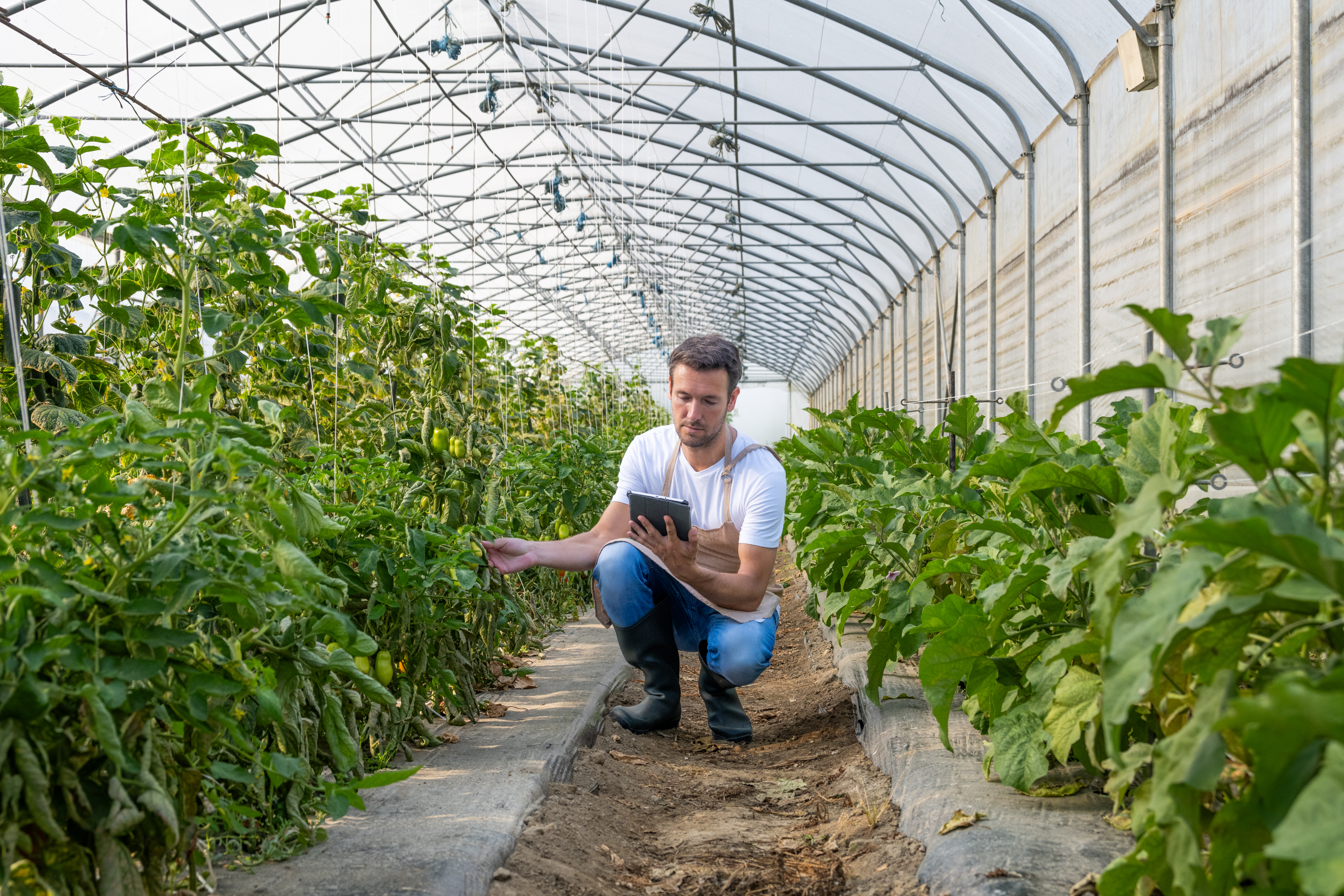 A man is in a crouching postion holding a tablet while inspecting the greens in a greenhouse.