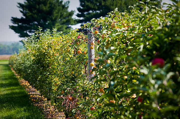 Apples growing on the Gemmill Farm.