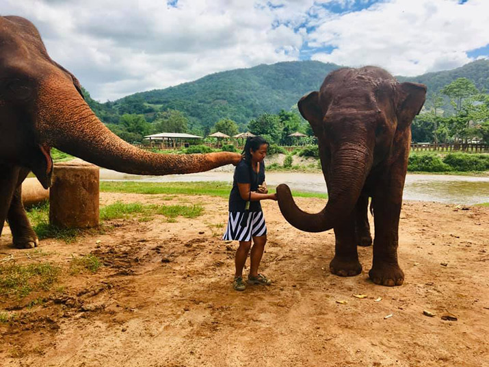 Jennifer Shelly, a Delaware Valley University faculty member, working with elephants in Thailand.