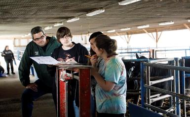Students working with cows in a barn.