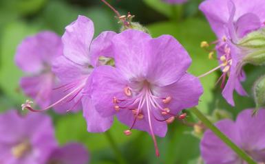 Detail photo of a purple azalea