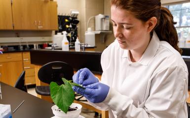 A horticulture student is examing a plant with gloves in the lab. 