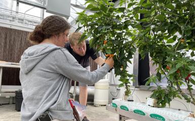 A student is picking peppers grown in the greenhouse. 
