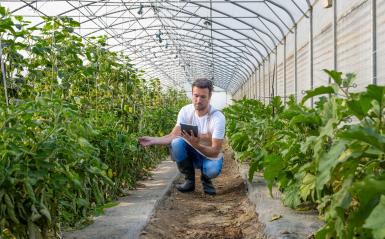 A man is in a crouching postion holding a tablet while inspecting the greens in a greenhouse.