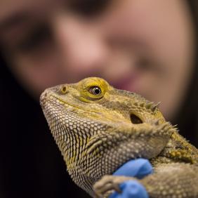 A bearded lizard in the forefront with a college-age female student in the background