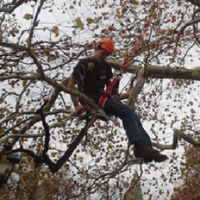 A student works in a tree