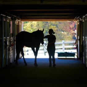 Equine Massage Therapy Certification