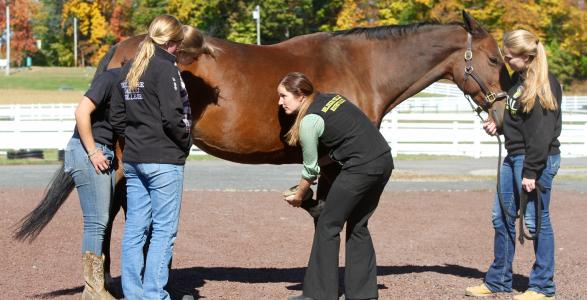 Students observing a professional tend to a horse 
