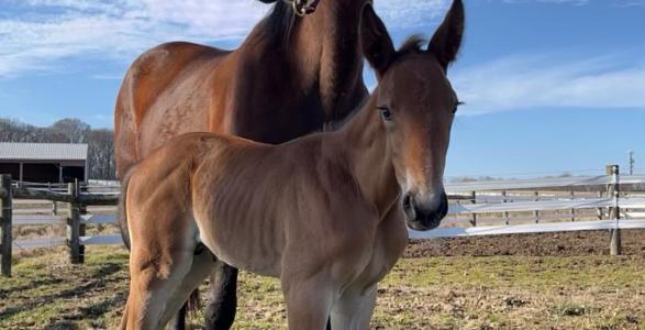 DelVal Equine Science and Management