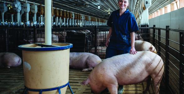 Brooke Kitting '18 in a swine center with pigs around her.