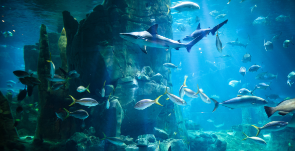 The view inside an aquarium full of fish and sharks. 