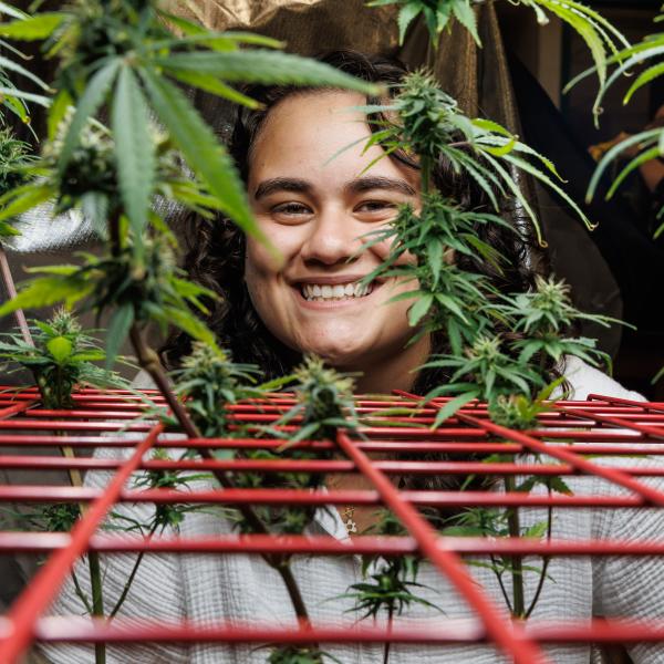 A student is in the cannabis lab smiling behind a hemp tree. 