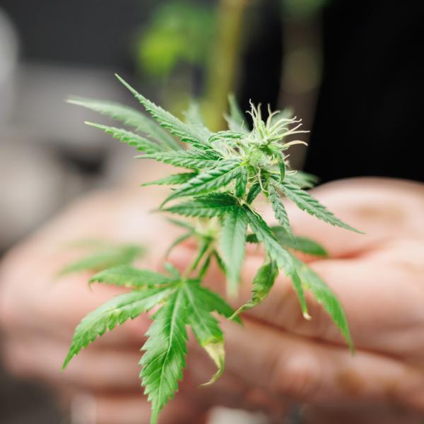 A hand is holding a cannabis leaf
