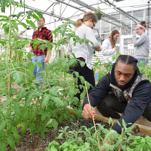 A male student is digging into soil in the greenhouse on campus. 