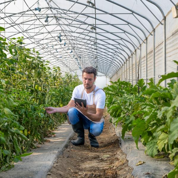 A man is in a crouching postion holding a tablet while inspecting the greens in a greenhouse.