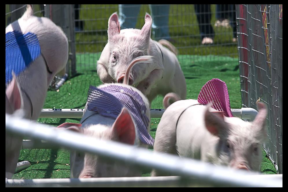 Six pigs race at A-Day.
