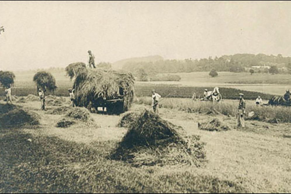 Student working in hayfields at start of 20th century.