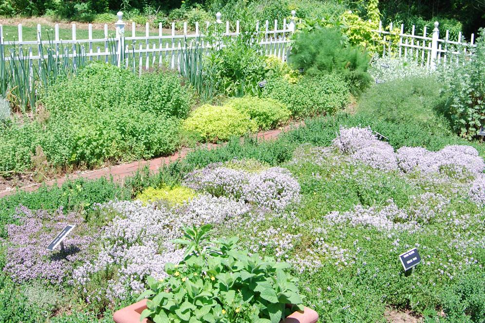 Arboretum pathway between flowers in spring