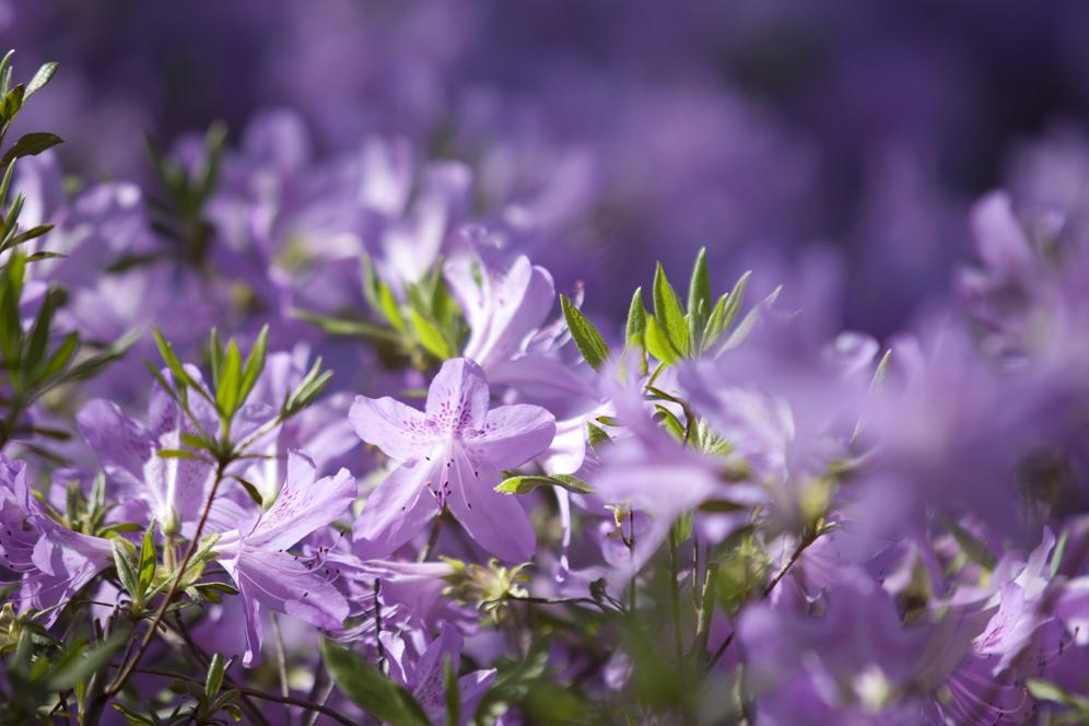 Purple flower closeup within arboretum