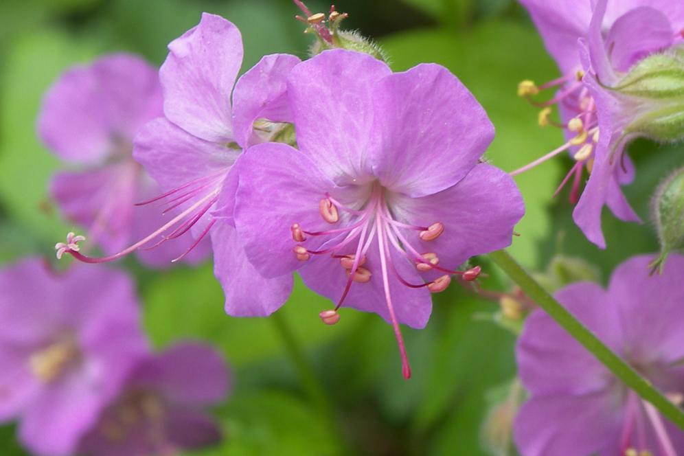 Purple flowers in arboretum