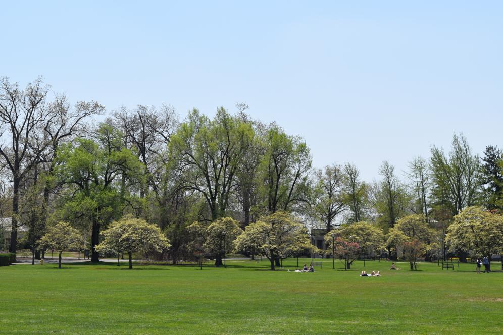 Park with trees. 