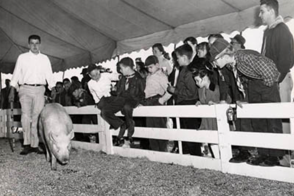 Hog in a pen with many people looking over the fence.