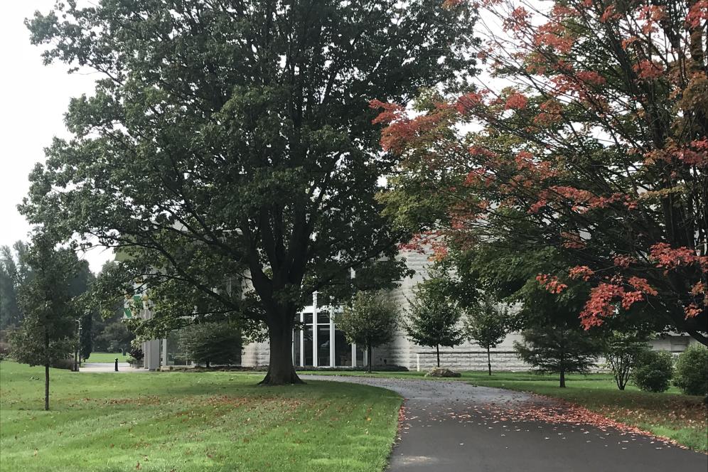 Driveway with trees.