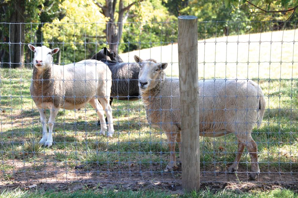 Gemmill farm