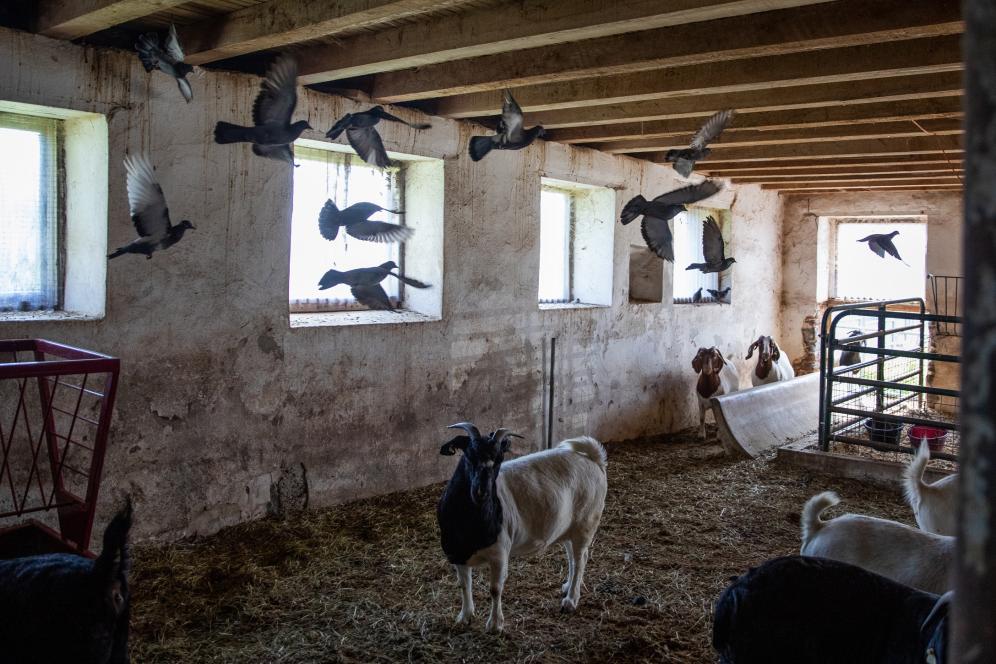 inside the barn