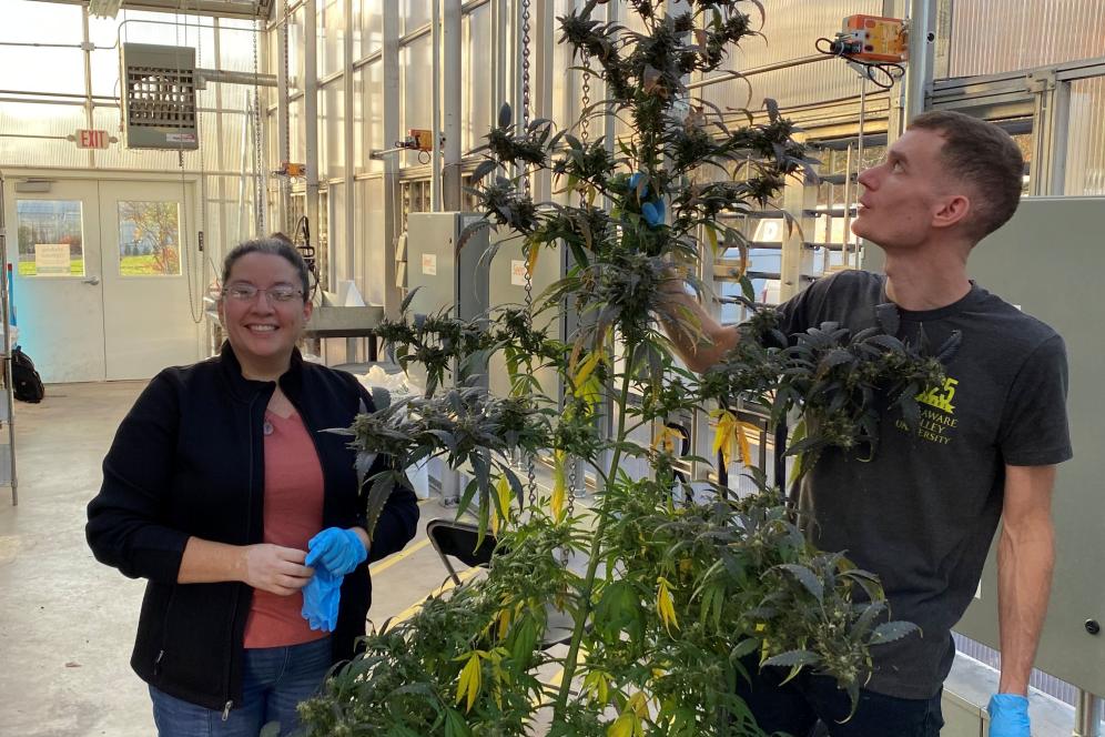 Garla Garzon and a student working with Cannabis.