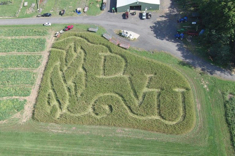 An aerial view of the DelVal Hemp Maze