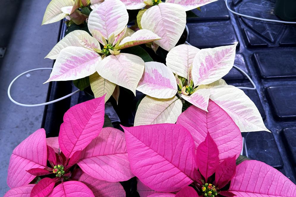 Pointsettas in the Greenhouse for Delaware Valley University's Horticulture Program