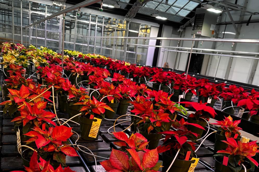 Pointsettas in the Greenhouse for Delaware Valley University's Horticulture Program