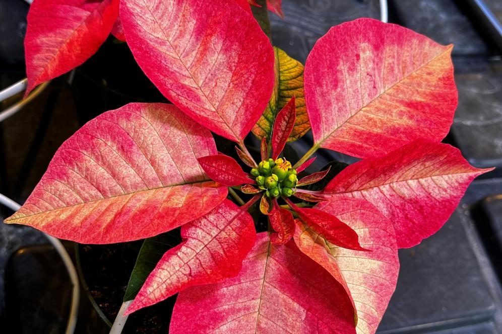 Pointsettas in the Greenhouse for Delaware Valley University's Horticulture Program