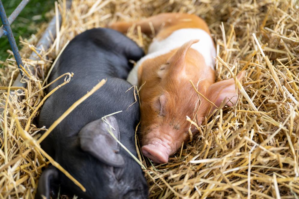 Pigs sleeping at A-Day