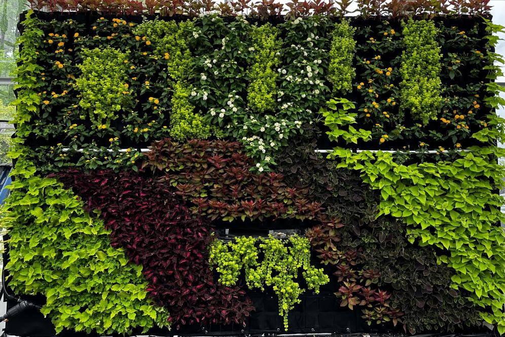 A wall of plants grown by students shape the letters DVU in the greenhouse.