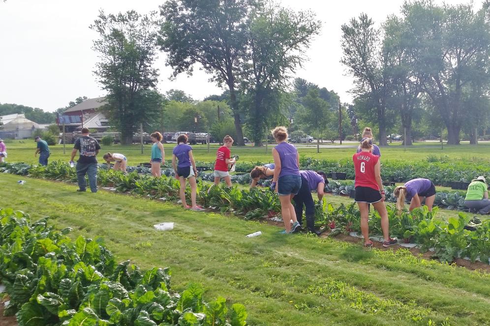 DelVal’s Hope of the Harvest is a project that uses land owned by the University to grow fresh, nutritious food for local food pantries providing more than 10,000 families access to fresh fruit and vegetables.