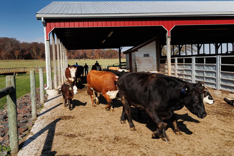The View of the Livestock facility on campus. Cows are leaving the barn.