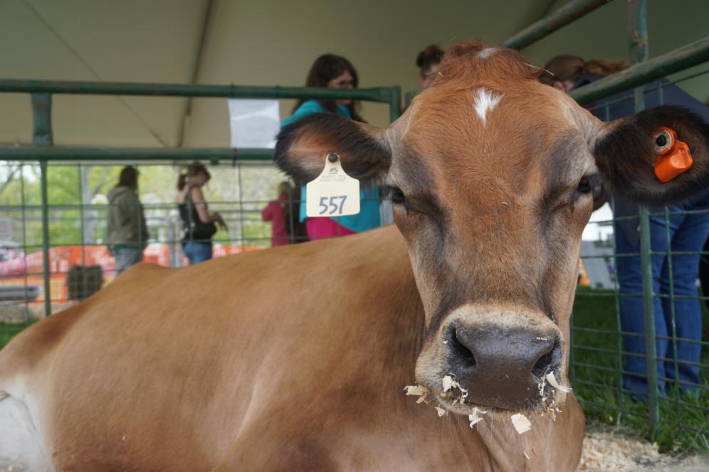 A cow is pictured laying down at A-Day. 