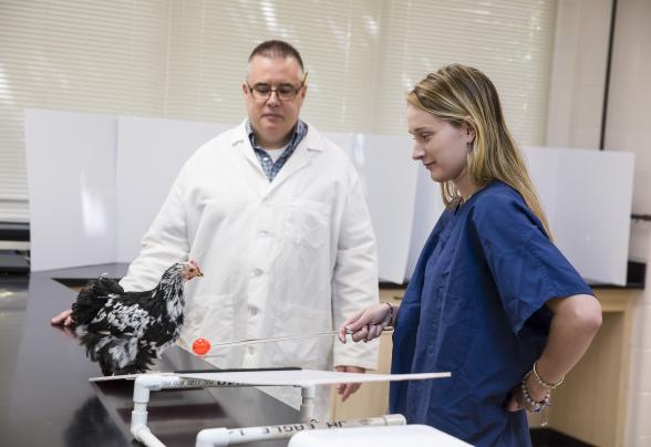 a professor and a student working with a chicken to train it listen to commands and go over the ramp for a reward